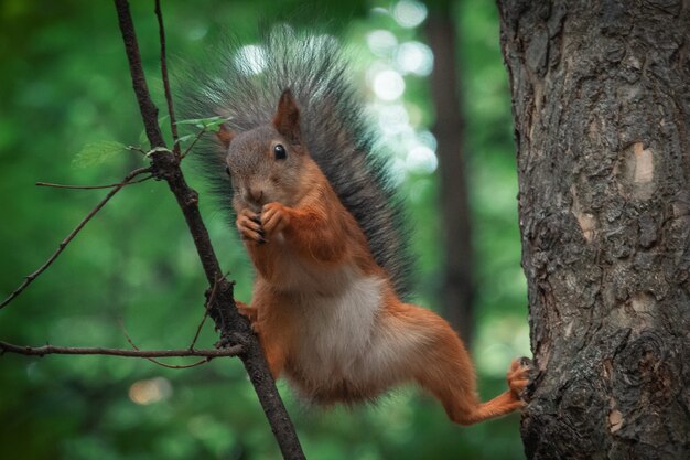 Ardilla en un árbol con una nuez Fondo verde Animal salvaje