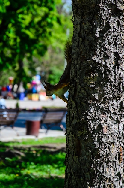 Ardilla en un árbol en el parque de la ciudad en primavera