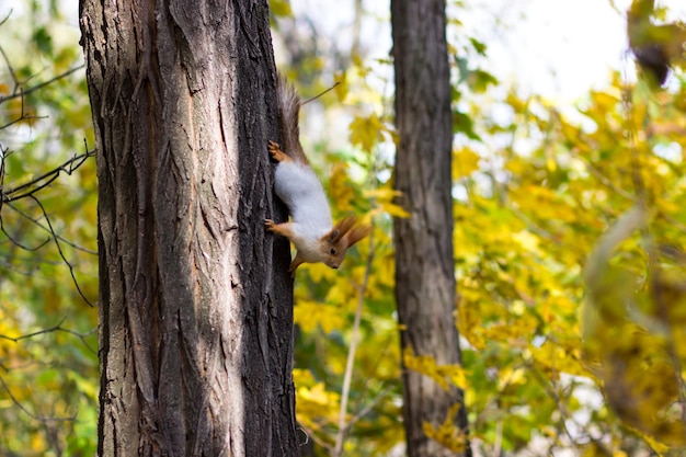 Ardilla en un árbol en un parque de otoño Roedores del bosque en la naturaleza