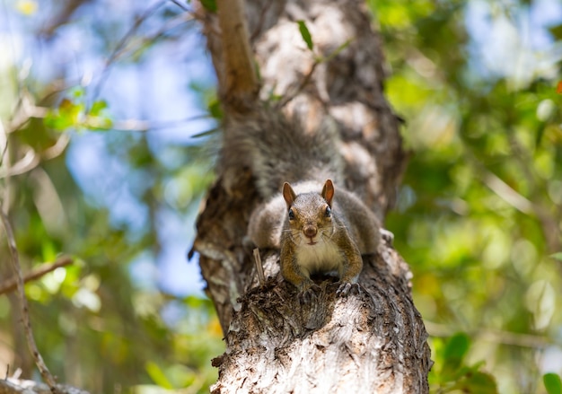 Ardilla en el árbol en el parque de verano