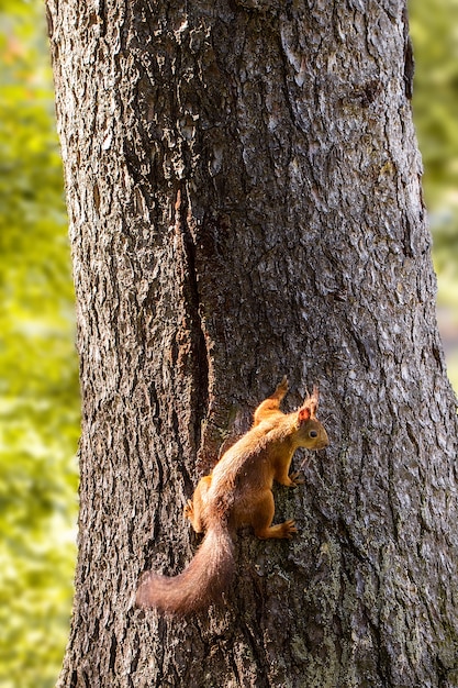 Ardilla en un árbol en el parque