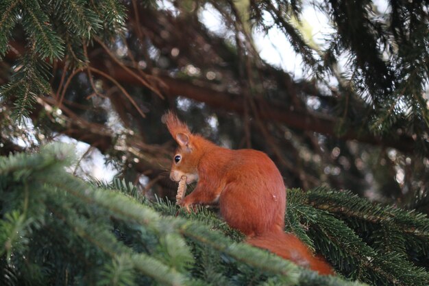 Foto ardilla en un árbol