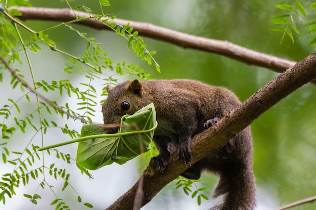 ardilla en el árbol