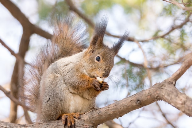 Ardilla en un arbol