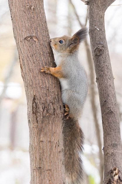 Ardilla en un arbol