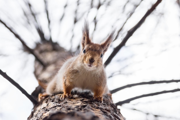 Ardilla en un arbol