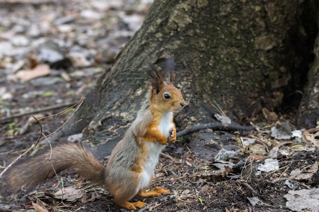 Ardilla en un arbol