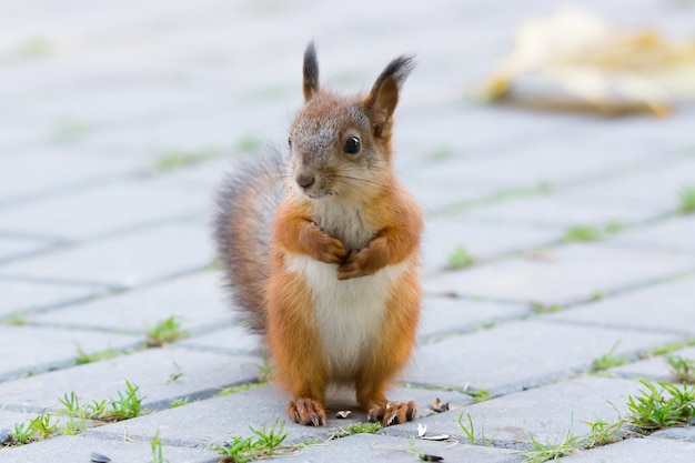 Ardilla en un arbol