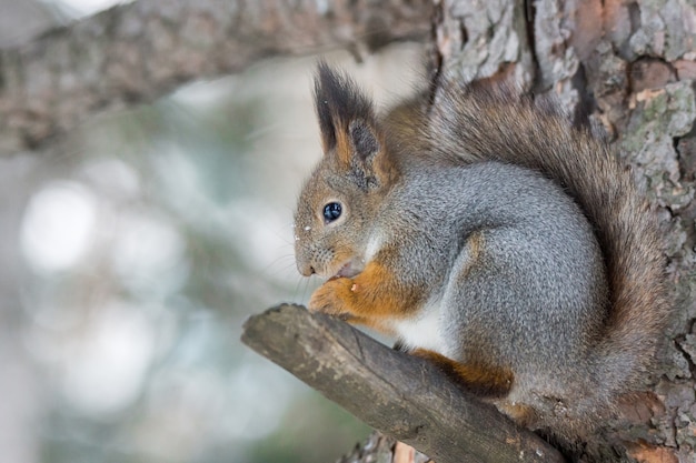 Ardilla en un arbol