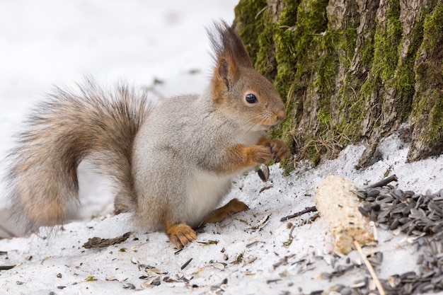 Ardilla en un arbol