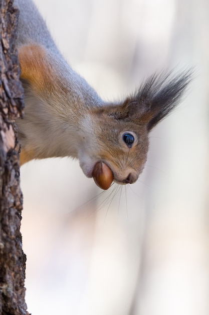 Ardilla en un arbol