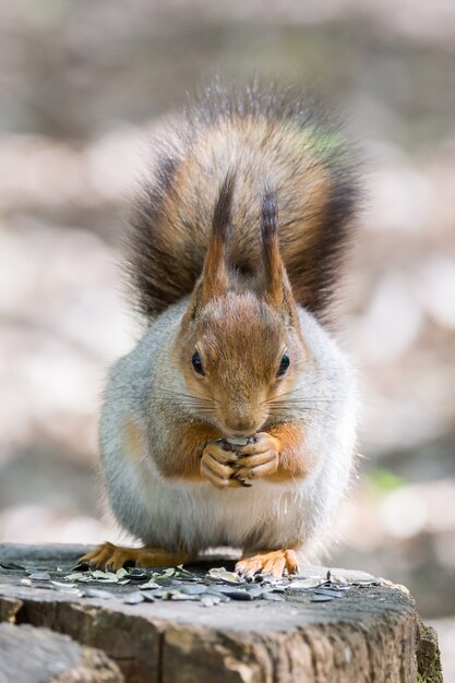 Ardilla en un arbol