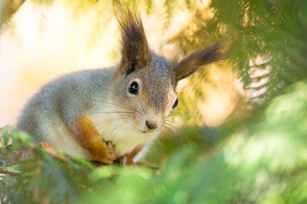 Ardilla en un arbol