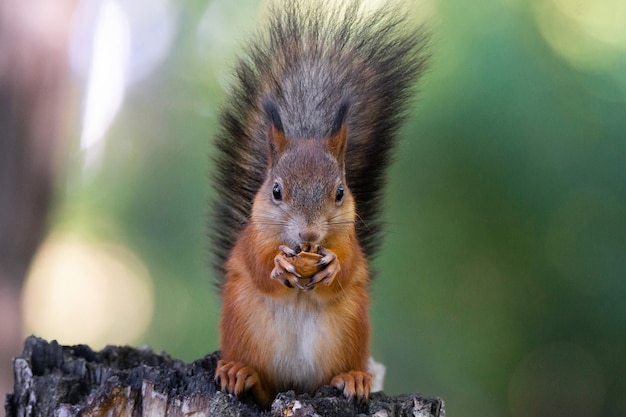 Ardilla en el arbol