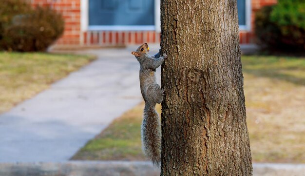 La ardilla ardilla gris oriental come nueces mira fijamente el árbol de la cola la vida silvestre salvaje