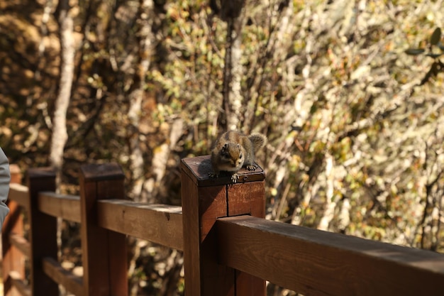 Foto ardilla en una barandilla de madera en el bosque