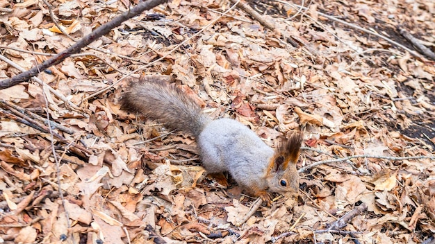 Una ardilla en el bosque busca nueces en las hojas caídas