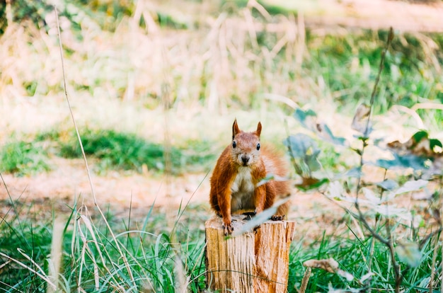 Ardilla en el bosque