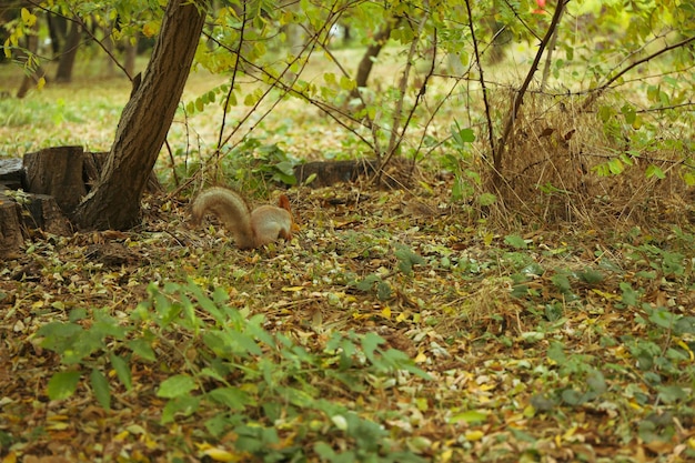 Ardilla buscando nueces en el parque