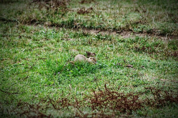 Foto ardilla en el campo