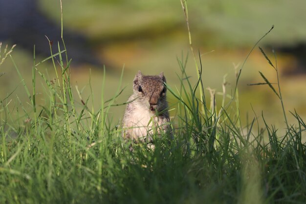 Foto la ardilla en un campo