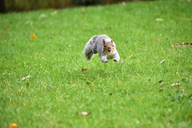 Foto ardilla en el campo