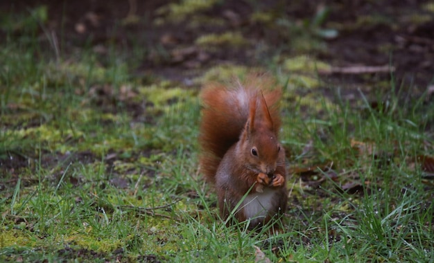 ardilla en el campo