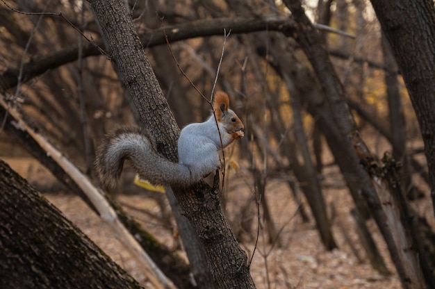 Ardilla comiendo de un alimentador en la rama del árbol en el bosque de otoño