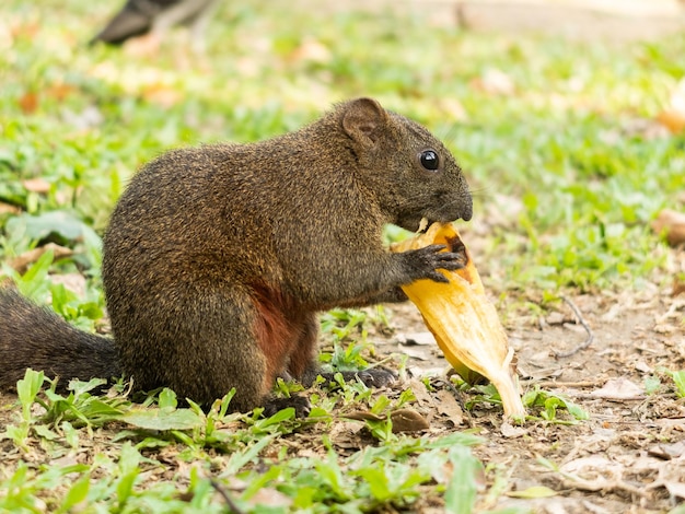 ardilla comiendo cáscara