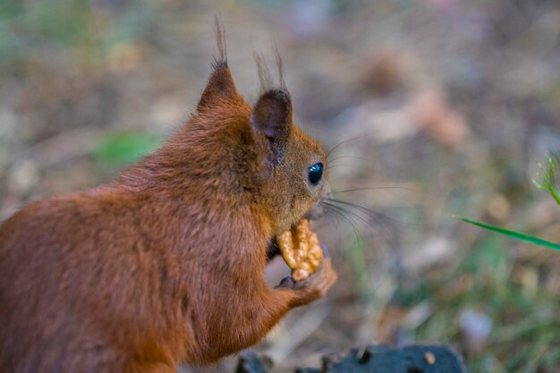 La ardilla curiosa. Ardilla roja. Ardilla. Bosque.