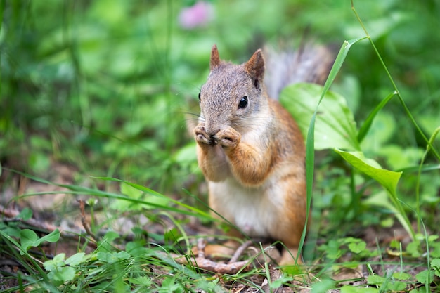 Una ardilla curiosa se encuentra en la hierba