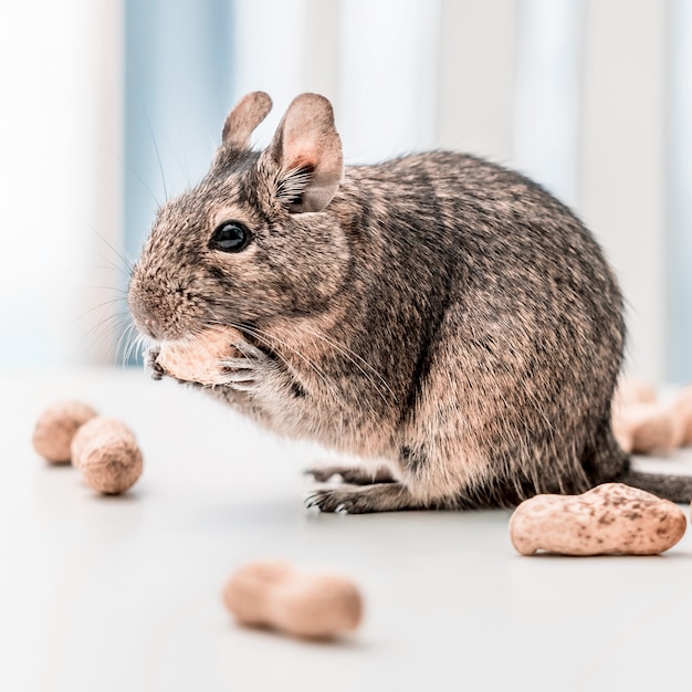 Ardilla Degu roe maní, primer plano