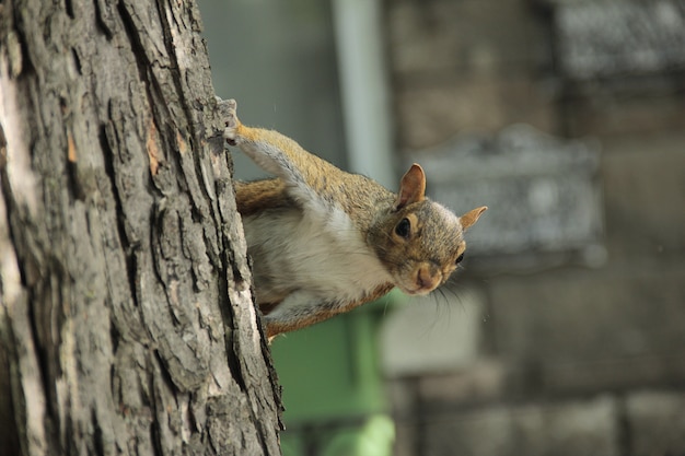 Foto ardilla detrás del árbol