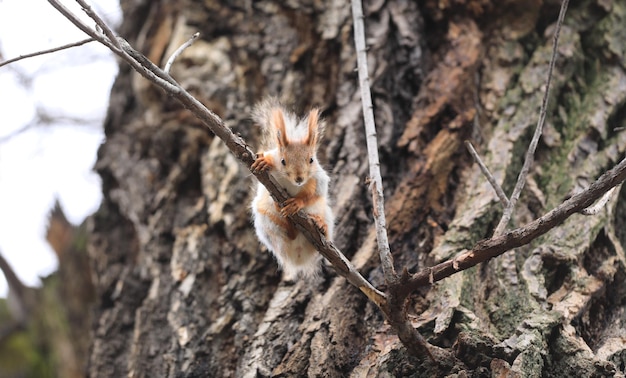 ardilla divertida en una rama de árbol