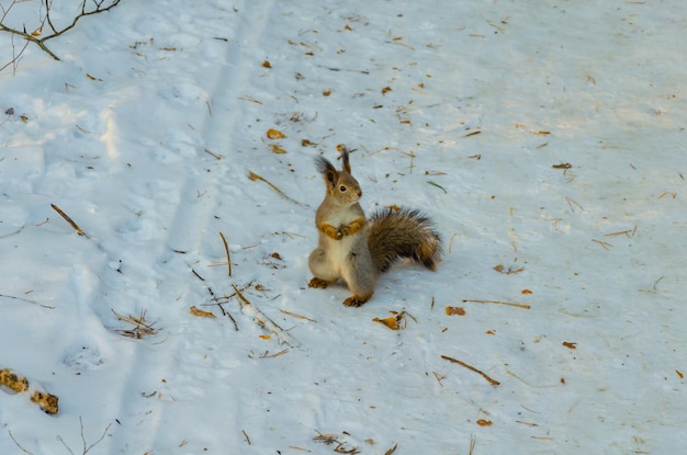 Una ardilla se encuentra en la carretera en invierno.