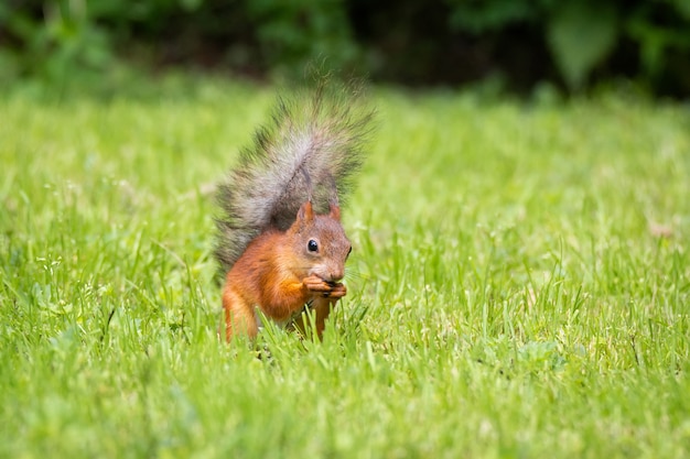 Ardilla se encuentra sobre la hierba verde en el parque