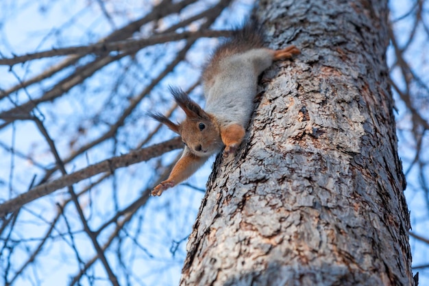 Una ardilla esponjosa baja de un árbol.