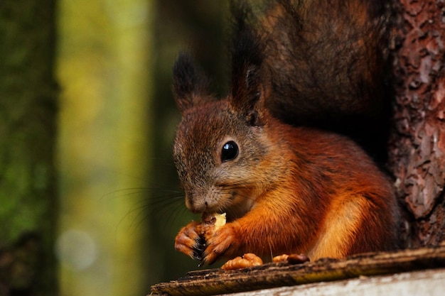 Ardilla esponjosa roja salvaje en el pueblo comiendo nueces