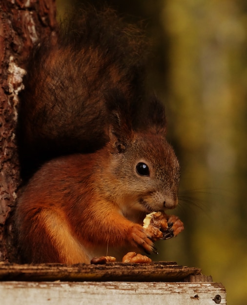 Ardilla esponjosa roja salvaje en el pueblo comiendo nueces