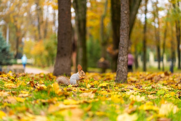 La ardilla está buscando comida entre las hojas amarillas caídas en otoño en un parque de la ciudad