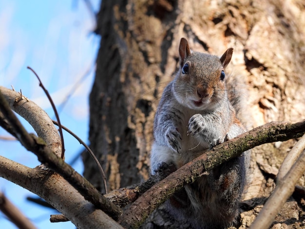 Una ardilla está sentada en el árbol.