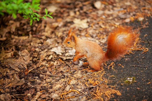 Ardilla eurasiática roja corriendo en el parque