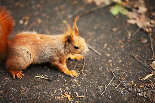 Ardilla euroasiática roja corriendo en el parque.