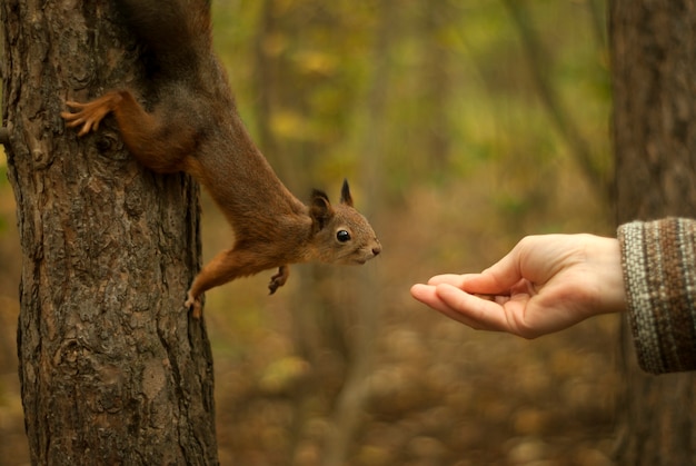 Ardilla euroasiática roja joven sentada en un árbol curiosamente alcanzando la mano de una mujer