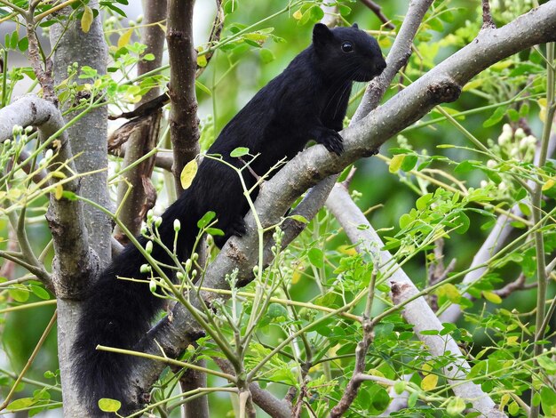 Foto la ardilla de finlayson con pelaje completamente negro trepando a un árbol