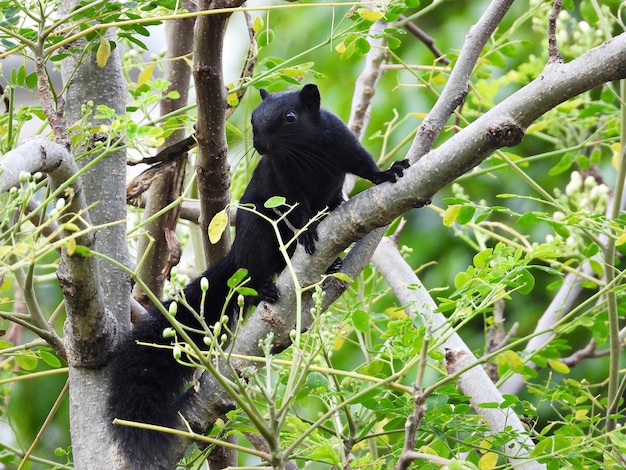 Foto la ardilla de finlayson con pelaje completamente negro trepando a un árbol