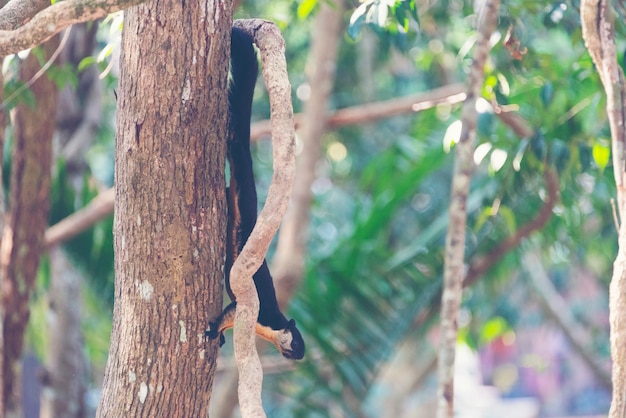 Ardilla gigante negro, ardilla gigante malaya