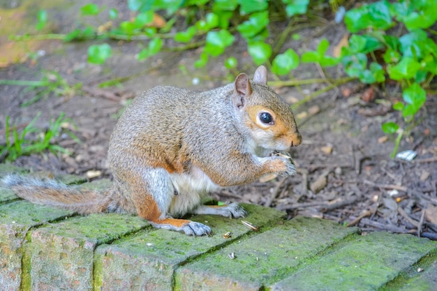 Una ardilla gris ágil que habita en parques y bosques en Inglaterra