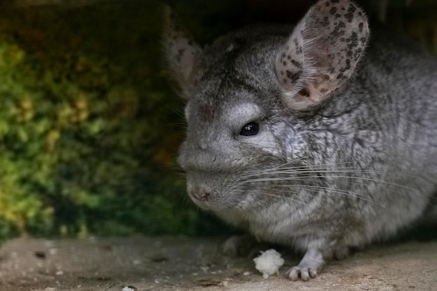 Una ardilla gris degu se sienta cerca