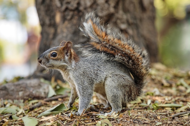 Ardilla gris esponjosa en el parque mexicano Chapultepec